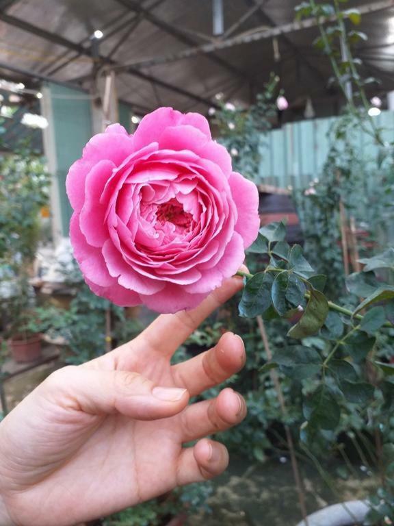 Khách Sạn Rosetta Đà Nẵng Ngoại thất bức ảnh